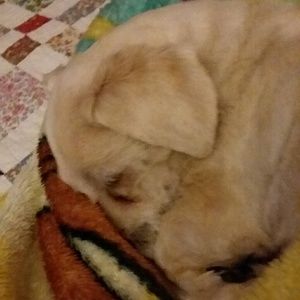 Meet your Posher, Peggy